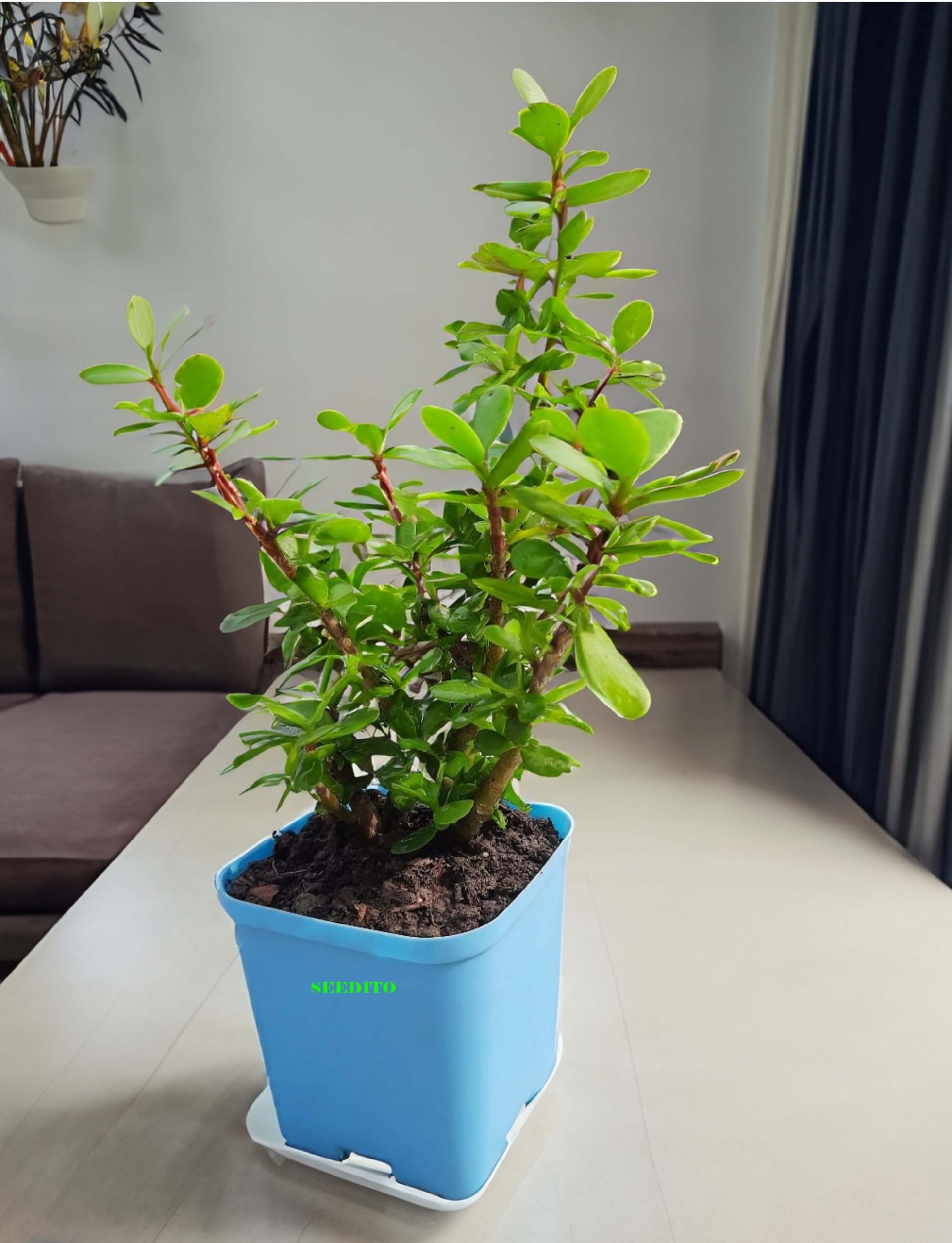 SEEDITO Good Luck Jade Plant with Self Watering Pot Pack Of 1 (B0CPT89PRQ) Amazon Price History, Amazon Price Tracker