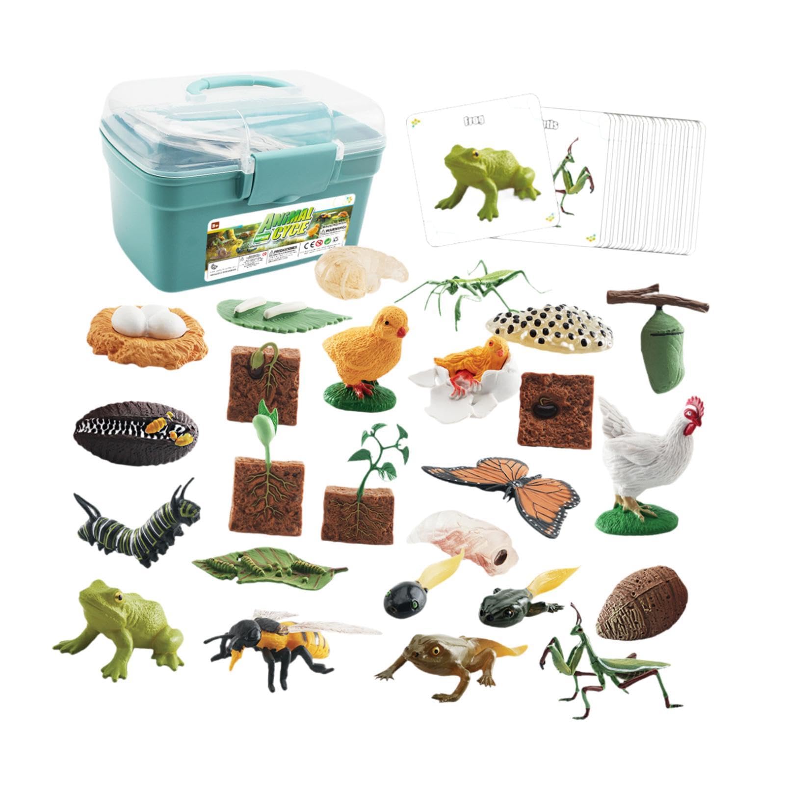 Tier Lebenszyklus Figurenset mit Tiermodell Pflanzenfiguren Biologie Lernspielzeug Und Entwicklungsspiel für Vorschule Präsentationen Gebur, Blaue Box