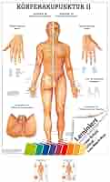 Dorntherapie Anatomy Mini Poster 34 X 24 Cm Medizinische