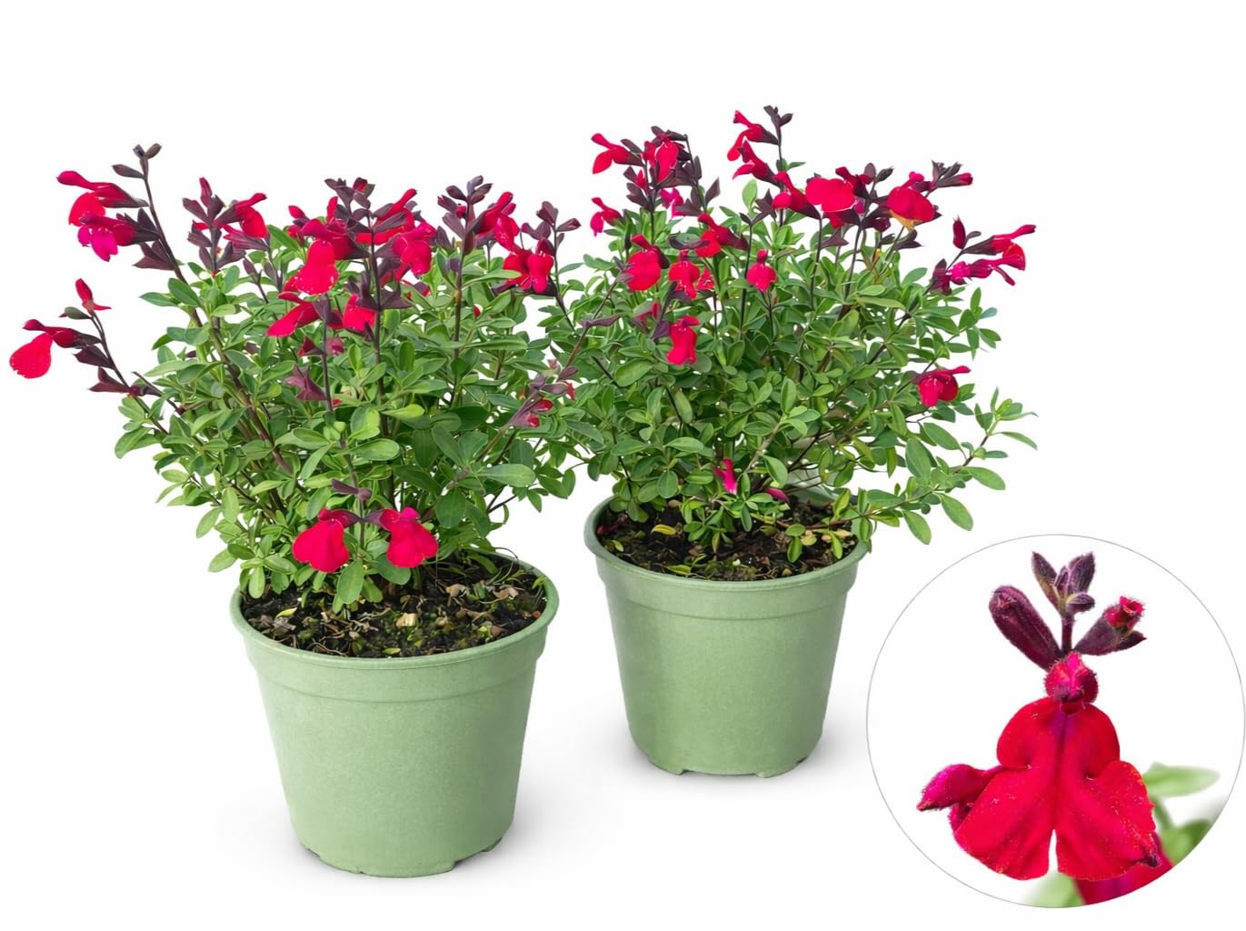 POWERS TO FLOWERS - SALVIA GREGII ROSSA, VASO 14 CM DIAMETRO, 2 PIANTE, piante vere