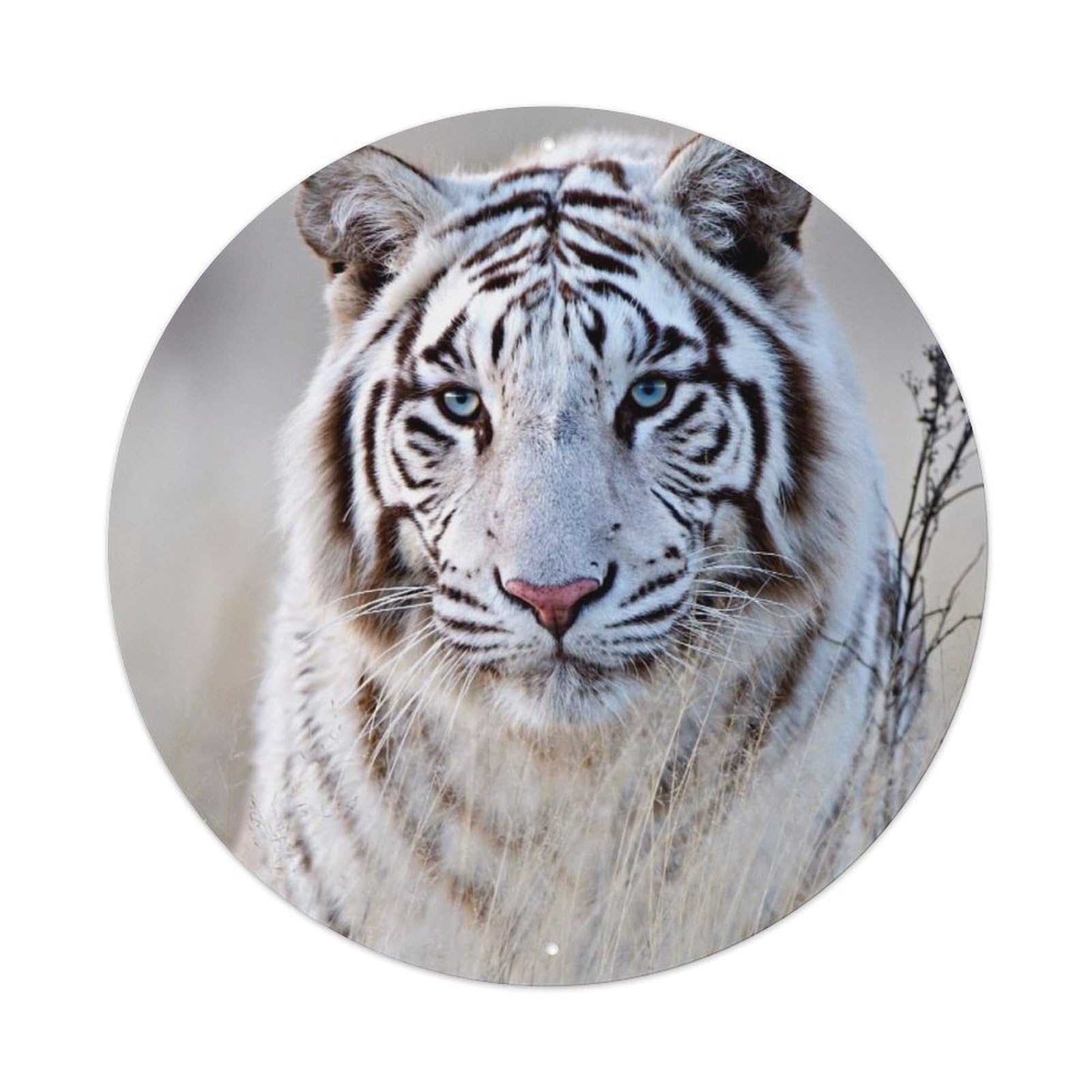 Bengal White Tiger Photographic Poster Metal Tin Sign