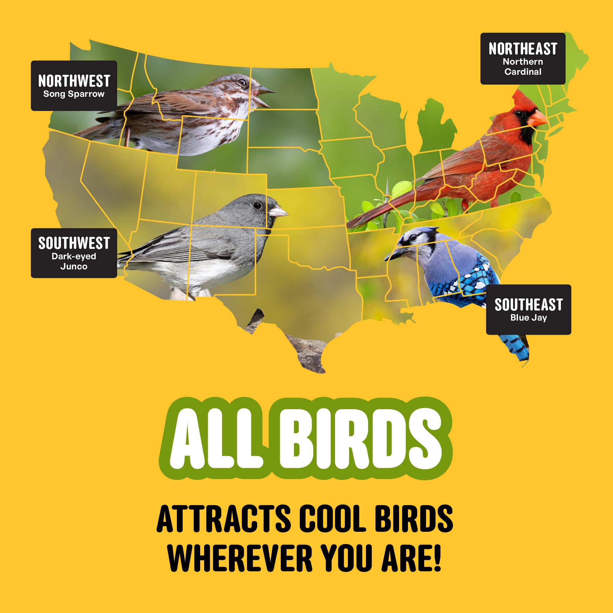 Cool Birds All Birds - Semi di uccelli selvatici – 4,5 kg – Miscela classica con girasole olio nero, miglio bianco, cartamo, arachidi e cuori di girasole – Mangime bilanciato per uccelli da esterno