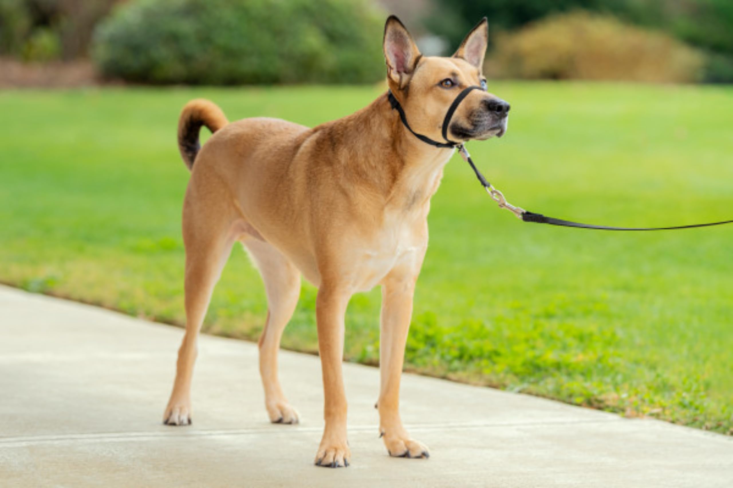 Collar para Perro Premier Easy Walk, Color Negro, Talla M