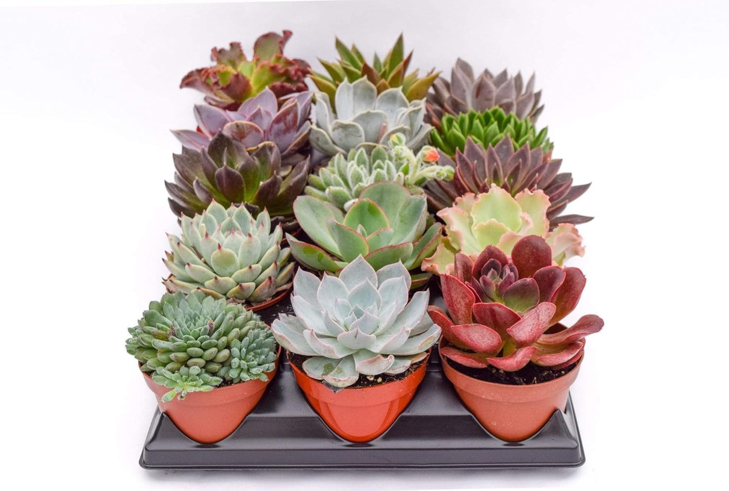 Live Echeveria Succulent Plants (8 Pack) – Assorted 4-Inch – Fully Rooted Echeveria Succulents – Live Rosette Succulent Set