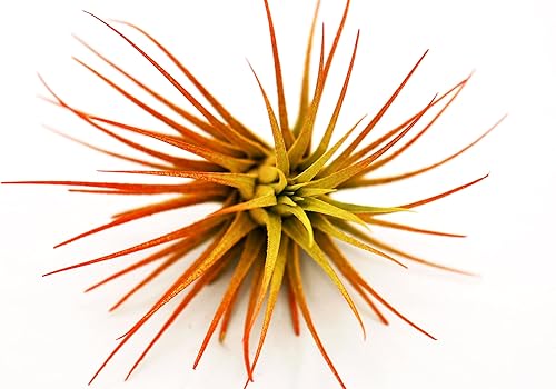 Awesome Industries - Planta de aire de colores mejorados de Tillandsia Ionantha Guatemala de 3 pulgadas de fácil cuidado, decoración del hogar para