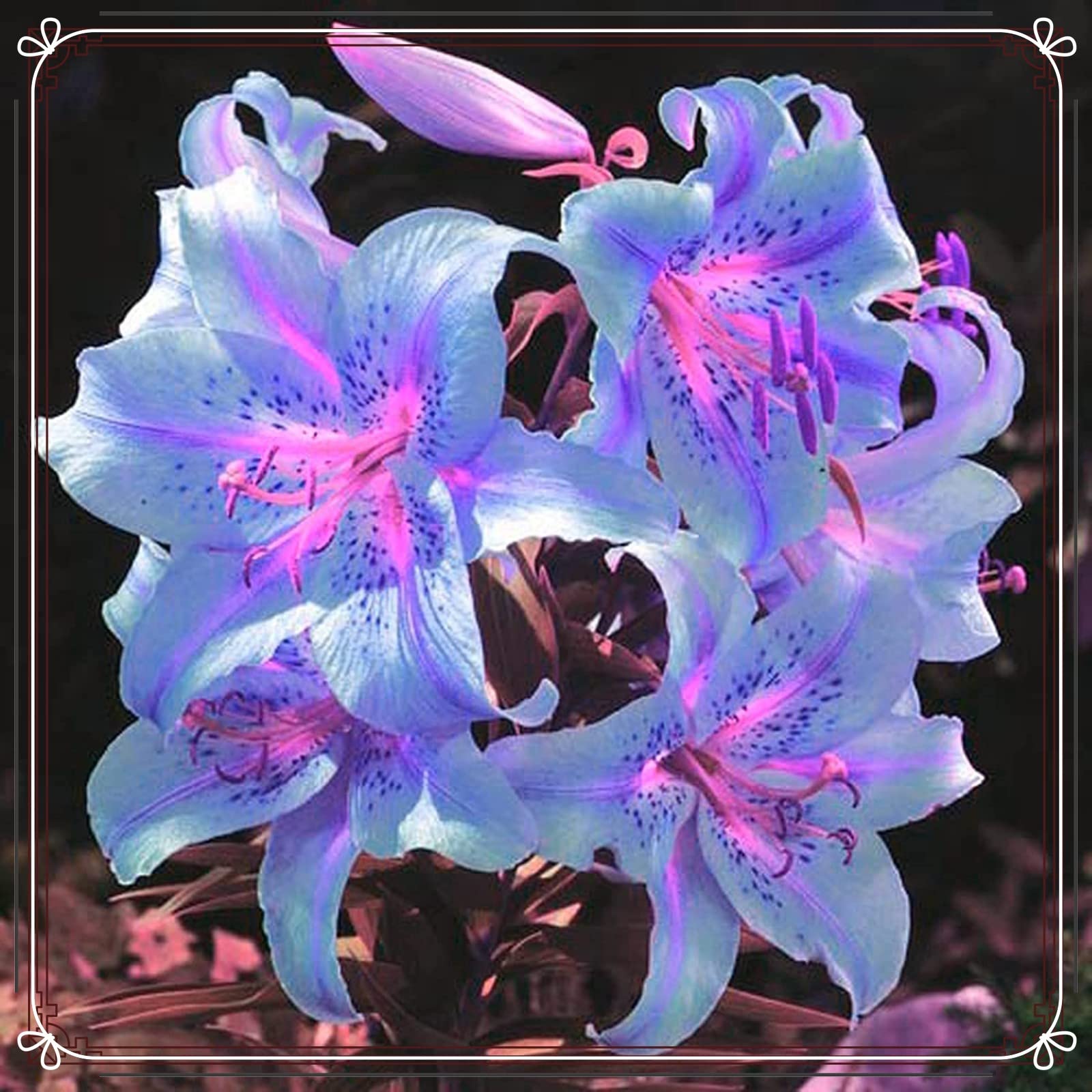 Bulbi Di Giglio - 4 Pezzi | Fiori Eleganti E Profumati | Per Giardino O Vaso | Adattabili E Tolleranti Al Freddo - Foto 3