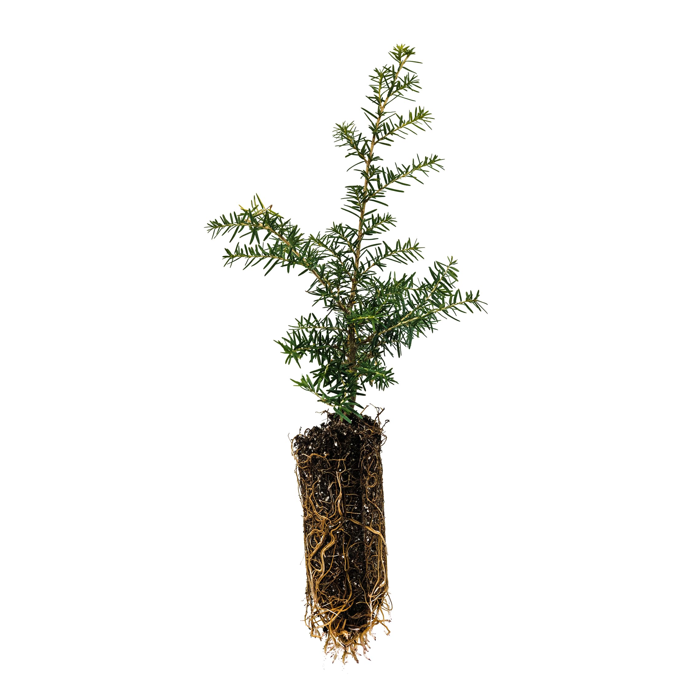 Western Hemlock | Medium Tree Seedling | The Jonsteen Company