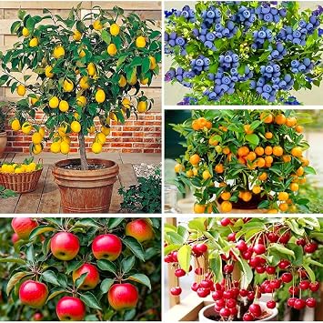 Mix Bonsai Fruit Tree Seeds for Planting, 5 Variety Individual Packs-40 Lemon 20 Cherry 40 Orange 40 Apple 20 Blueberry-Heirloom Fruit Seeds