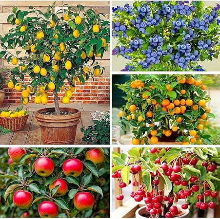 Mix Bonsai Fruit Tree Seeds for Planting, 5 Variety Individual