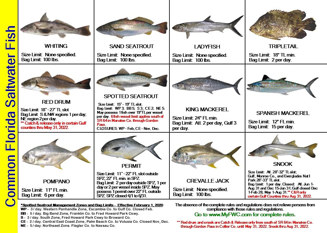 Buy Tackle Box I.D. Florida Saltwater Fish Identification Card Set