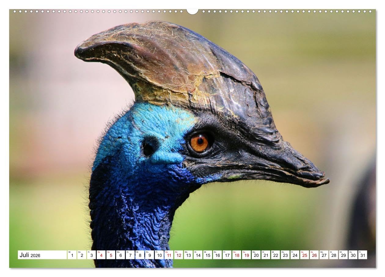 Schräge Vögel in Szene gesetzt (hochwertiger Premium Wandkalender 2026 DIN A2 quer), Kunstdruck in Hochglanz: Faszinierende Bilder skurriler und ... rund um den Globus (CALVENDO Tiere)