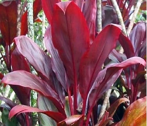 Miniatura 8 de 2 Plantas de color rojo hawaiano Ti Live