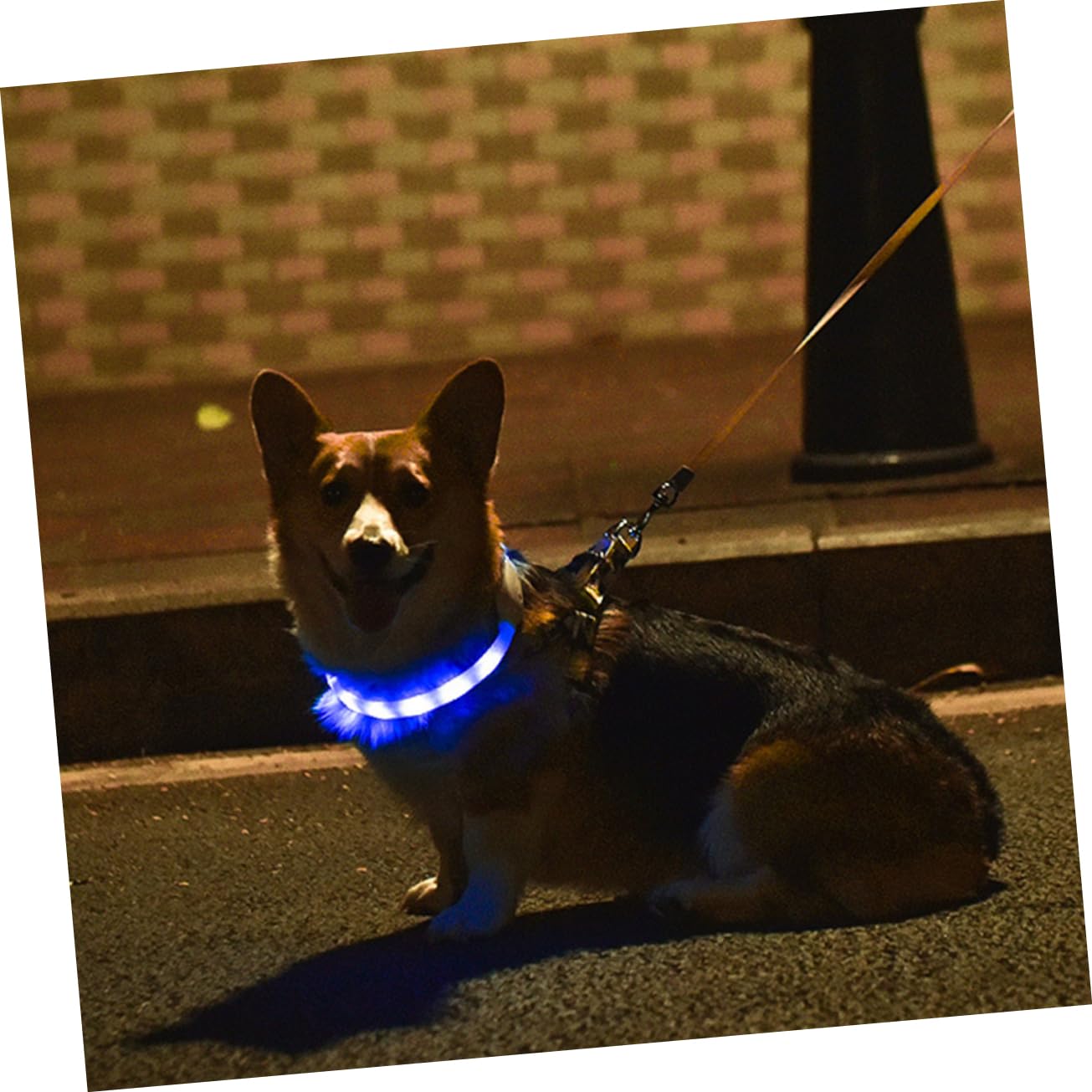 YARNOW 2ensembles Collier LED Pet USB Rechargeable Collier De Chien Flottant Glow Sécure Et Pratique