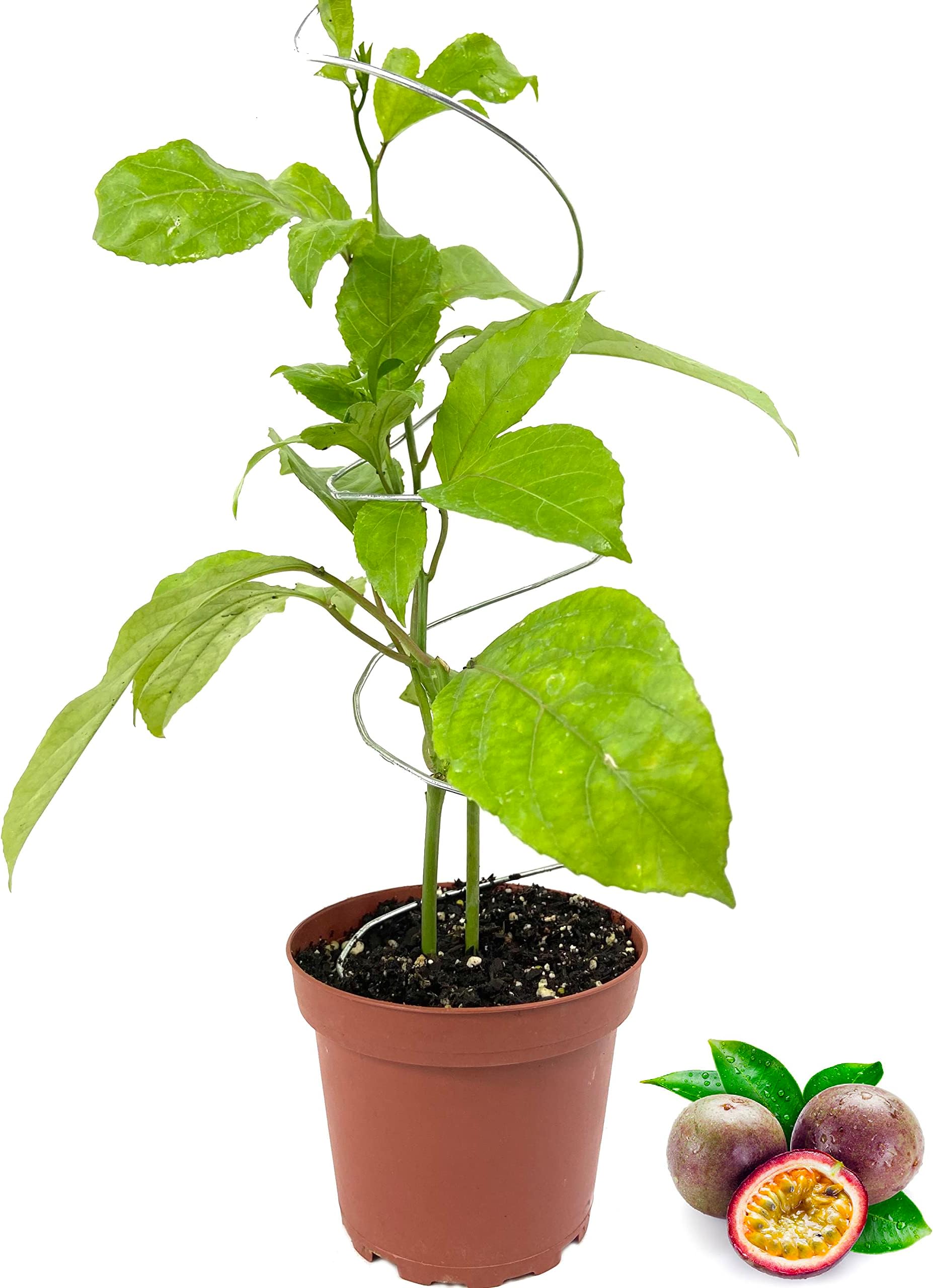Passion Fruit Plant - Live Plant in a 4 Inch Growers Pot - Edible Fruit Bearing Vine for The Patio and Garden