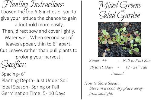 Miniatura 2 de Semillas verdes para ensalada "Mesclun Mix" – Mezcla de ensalada sin lechuga de rápido crecimiento – Cosecha en 40 días | Nunca transgénicos,