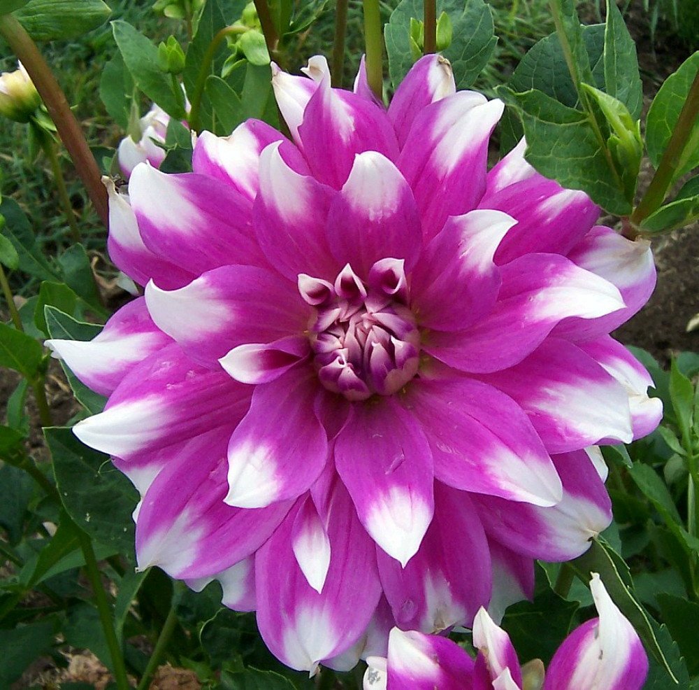 Jean Marie Decorative Dahlia - Violet/Rose/White - #1 Size Root Clump