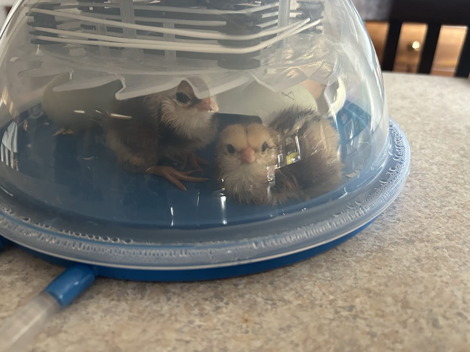 $8/mo - Finance 8-33 Eggs Incubator for Hatching Eggs, Double Egg Trays