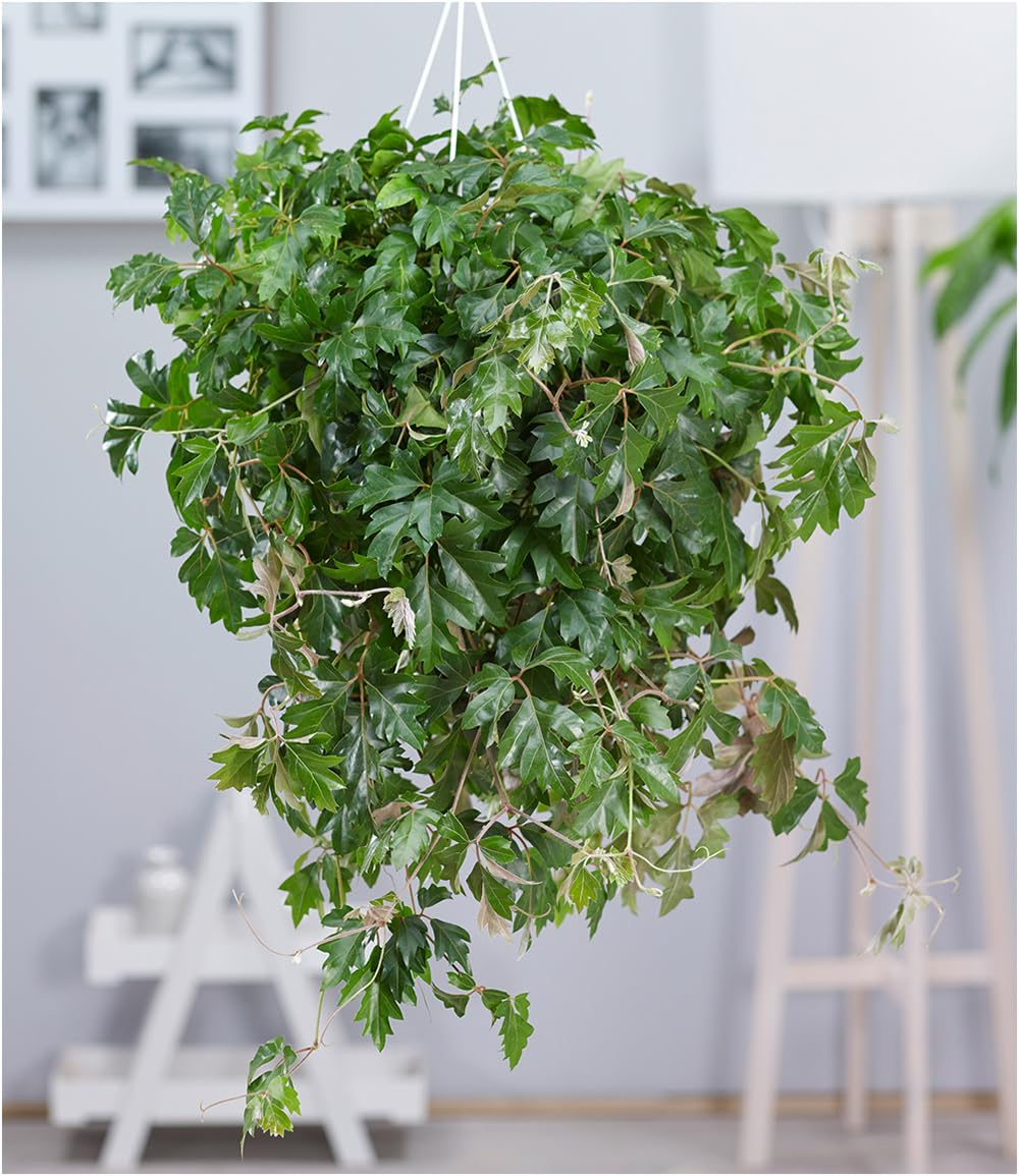 BALDUR Garten 1x Hngepflanze Cissus, Pflanze im 17 cm-Topf, Zimmerpflanze,  hngend, schnell wachsend, Grnpflanze, mehrjhrig - frostfrei halten,  pflegeleicht, Cissus rhombifolia Ellen Danica : Amazon.de: Garten