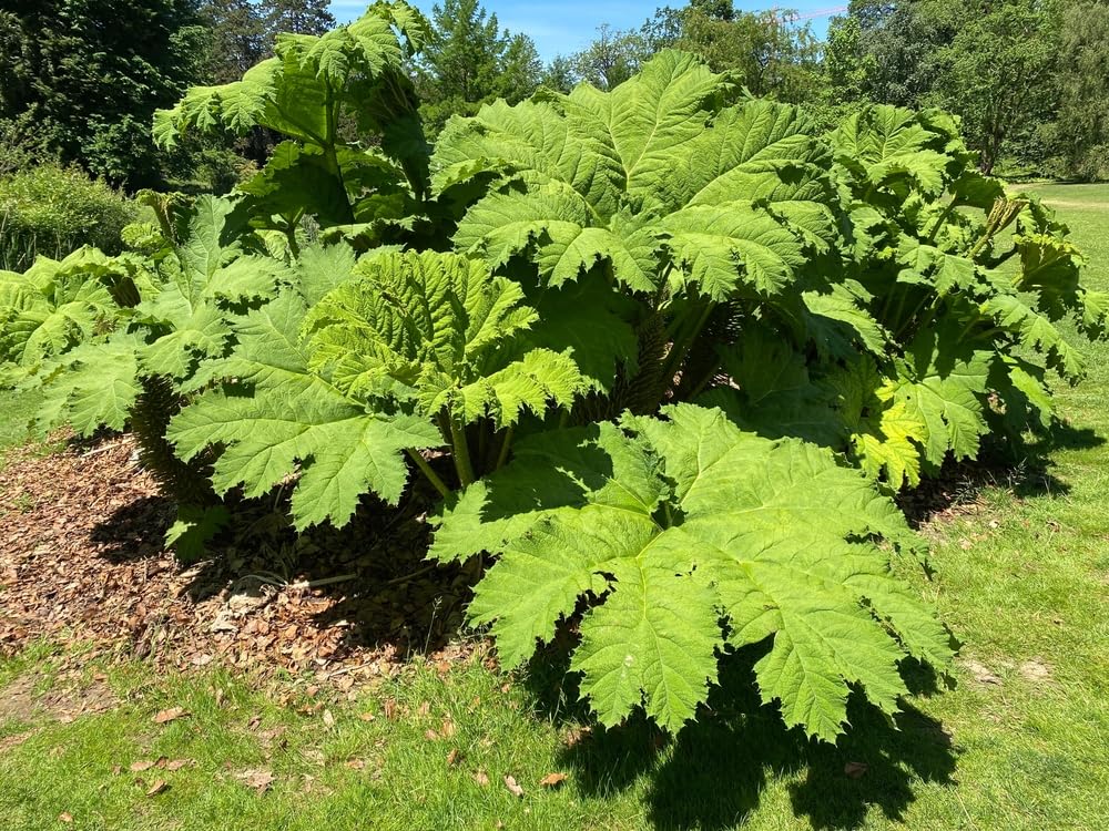Giant Rhubarb Seeds for Planting (30 Seeds) - Gunnera tinctoria - Stunning Garden Giant