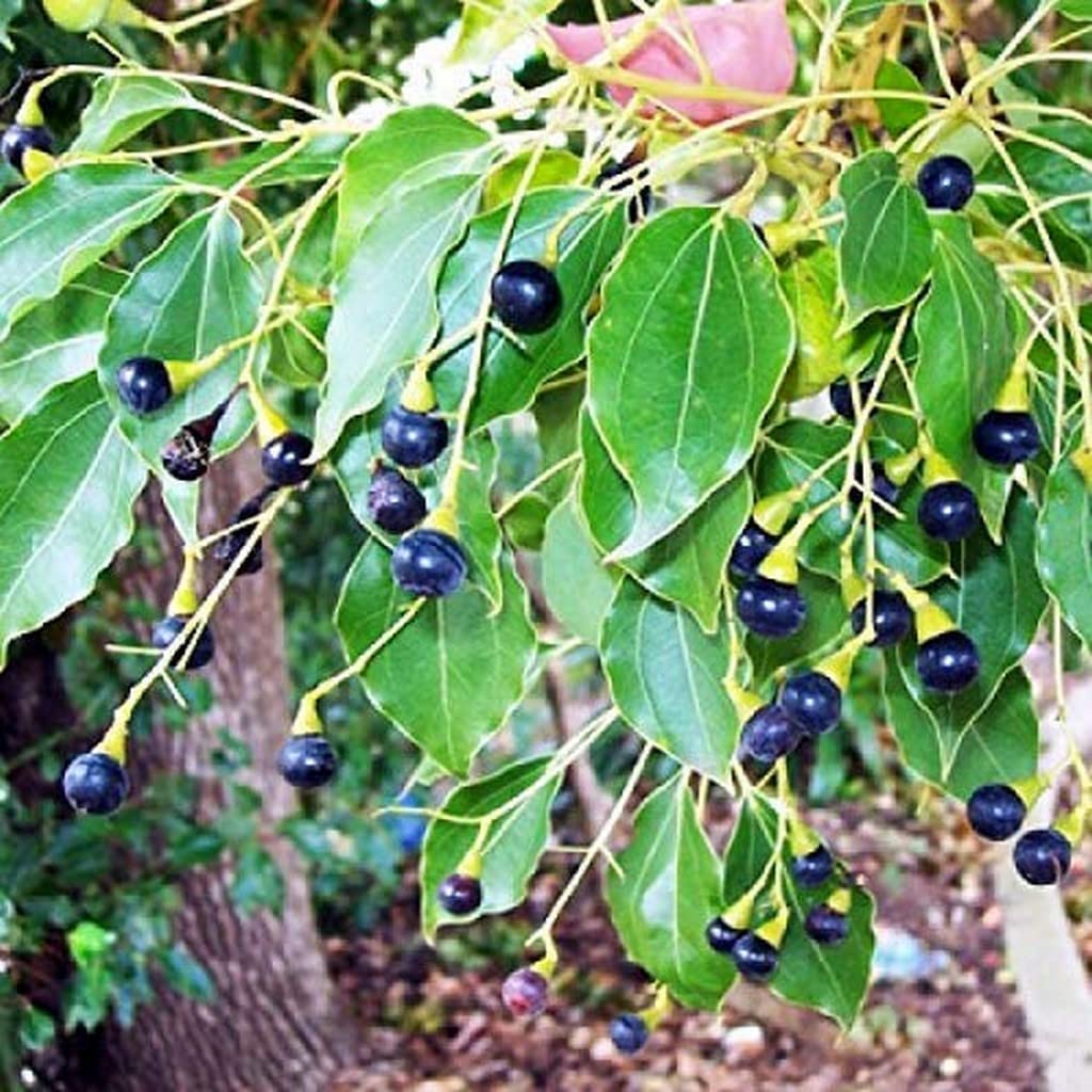 OhhSome Nursery Kapoor/Camphora/Kapur Live Plant - Karpooram (Healthy Plant) (B09QT4G6Z3) Amazon Price History, Amazon Price Tracker