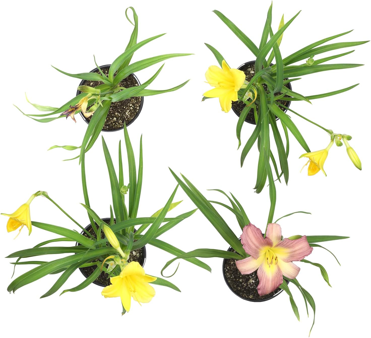 Live Daylily Flower (4 Pack), Real Flowering Plants for Spring Gardening, Easy Plant Care, Assorted Colors Multipack, Sun Loving Lily, Prolific Bloomers, Colorful Hemerocallis Lilies