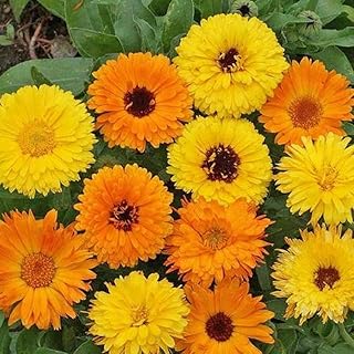 Sponsored Ad - 2000 Non-GMO Calendula Seeds, Pacific Beauty Mix, by Seeds2Go