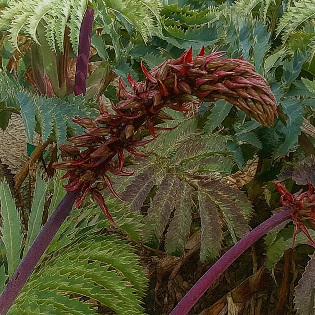 Plant World Seeds - Melianthus Major Seeds (Exotic Tree & Shrub Seeds)