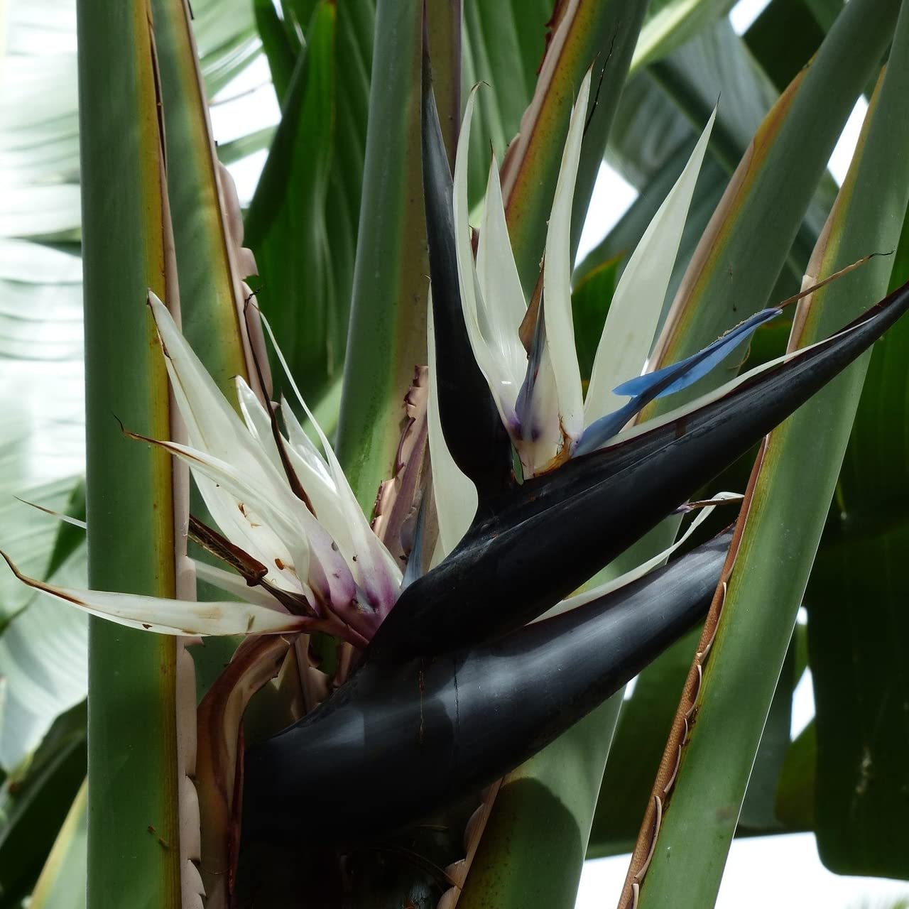 Strelitzia nicolai|Giant Bird of Paradise|Plug Plant