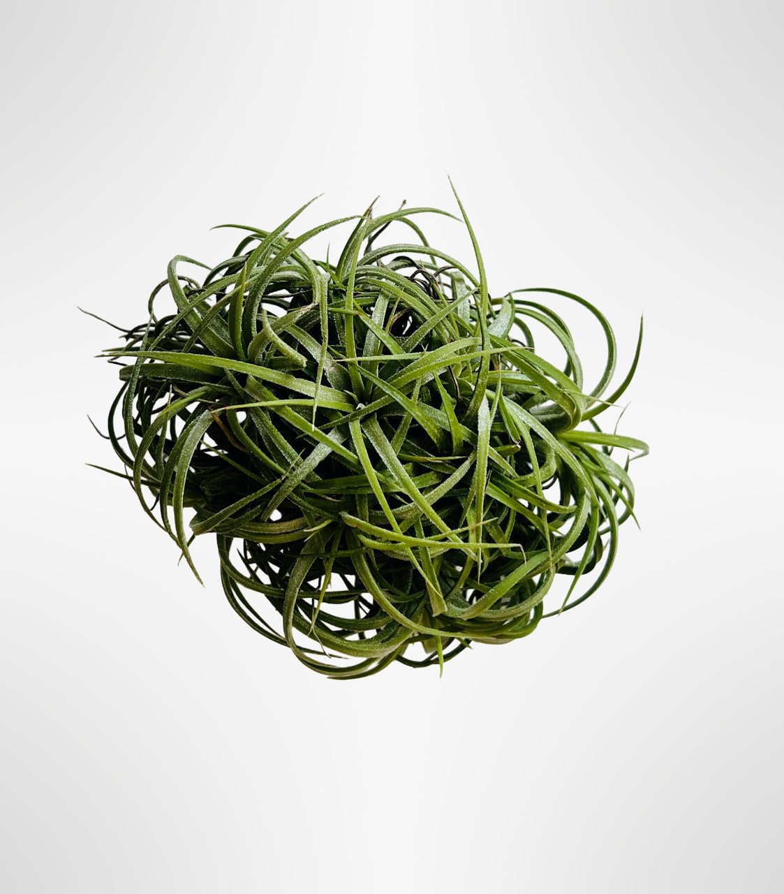 elefantenfu winterhart Beaucarnea Nolina recurvata