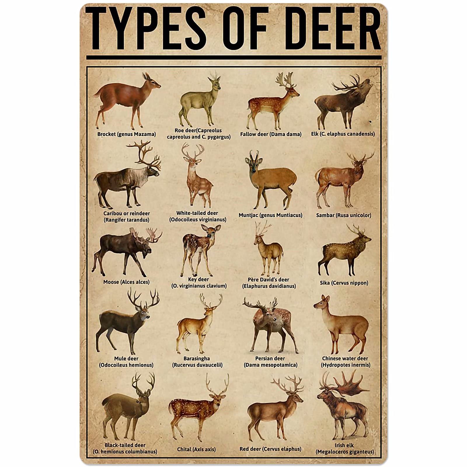 Deer Types Posters Wall Decor Metal Signs Retro Science Knowledge Home Decor Room Decor Animal Printing Plaque Club Decor 12x17 Inches