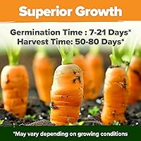 Vista 5 de HOME GROWN Semillas de zanahoria arcoíris 10 variadas 3350+ semillas tradicionales sin OMG para plantar, alta germinación, verduras de raíz gourmet