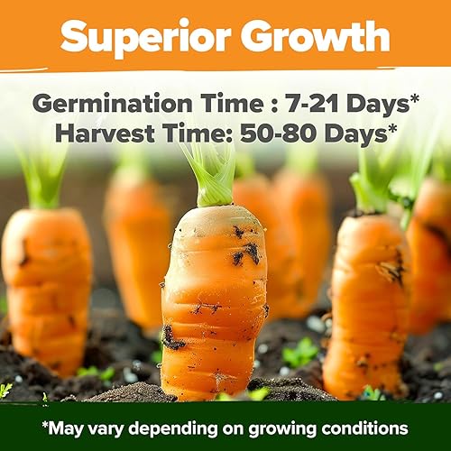 Vista 5 de HOME GROWN Semillas de zanahoria arcoíris 10 variadas 3350+ semillas tradicionales sin OMG para plantar, alta germinación, verduras de raíz gourmet