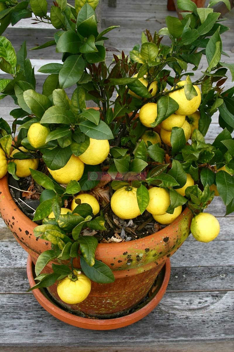 See full amazon price history chart for Florona Rare Hybrid Indoor/Outdoor Round Lemon/Nimbu 1 Healthy Live Seedling Plant Florona Rare Hybrid Indoor/Outdoor Round Lemon/Nimbu 1 Healthy Live Seedling Plant (B09ZB3T198) Amazon Price History, Amazon Price Tracker