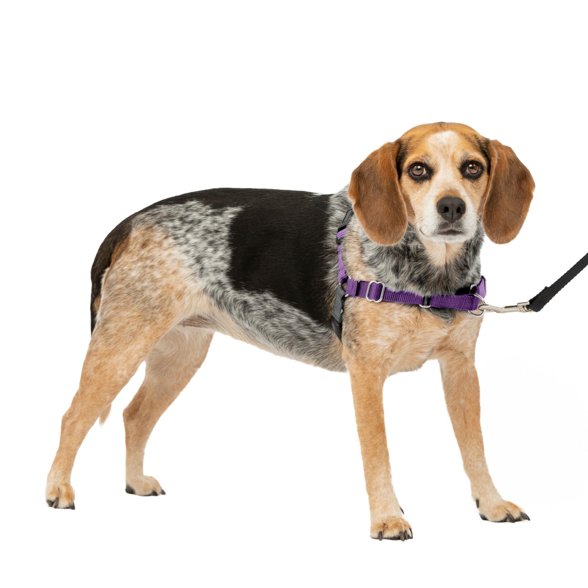 PetSafe Easy Walk Harness for Dogs - Pull-Free Walks - Patented Martingale Loop Design - Front Chest Leash Attachment - Comfort Straps - Breathable