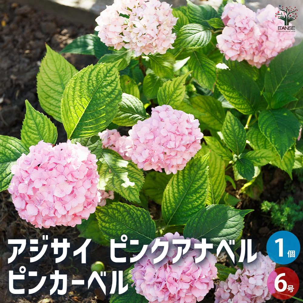 Amazon.co.jp: ITANSE アジサイ ピンク アナベル ピンカーベル 6