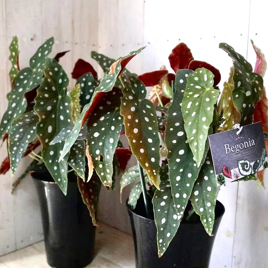 【お盆特価】【希少】 ベゴニア　マクラータ　斑入り　ピンク　3節　発根管理中 お盆特価】【希少】 ベゴニア マクラータ 斑入り ピンク 3節 発