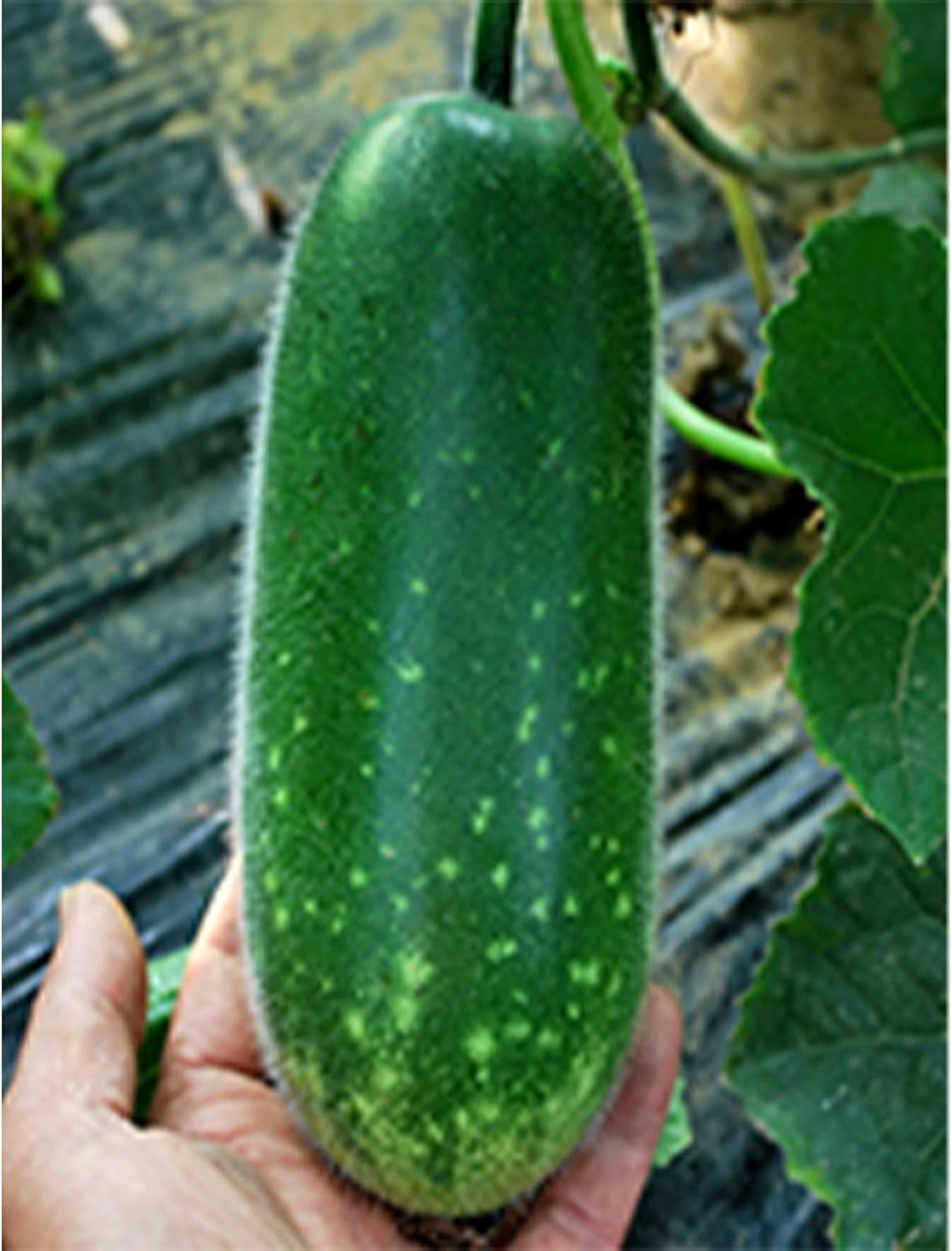 Gourd Seeds - Fong Show - Hybrid - 4 Oz ~560 Seeds - Non-GMO, F1 Hybrid - Asian Garden Vegetable