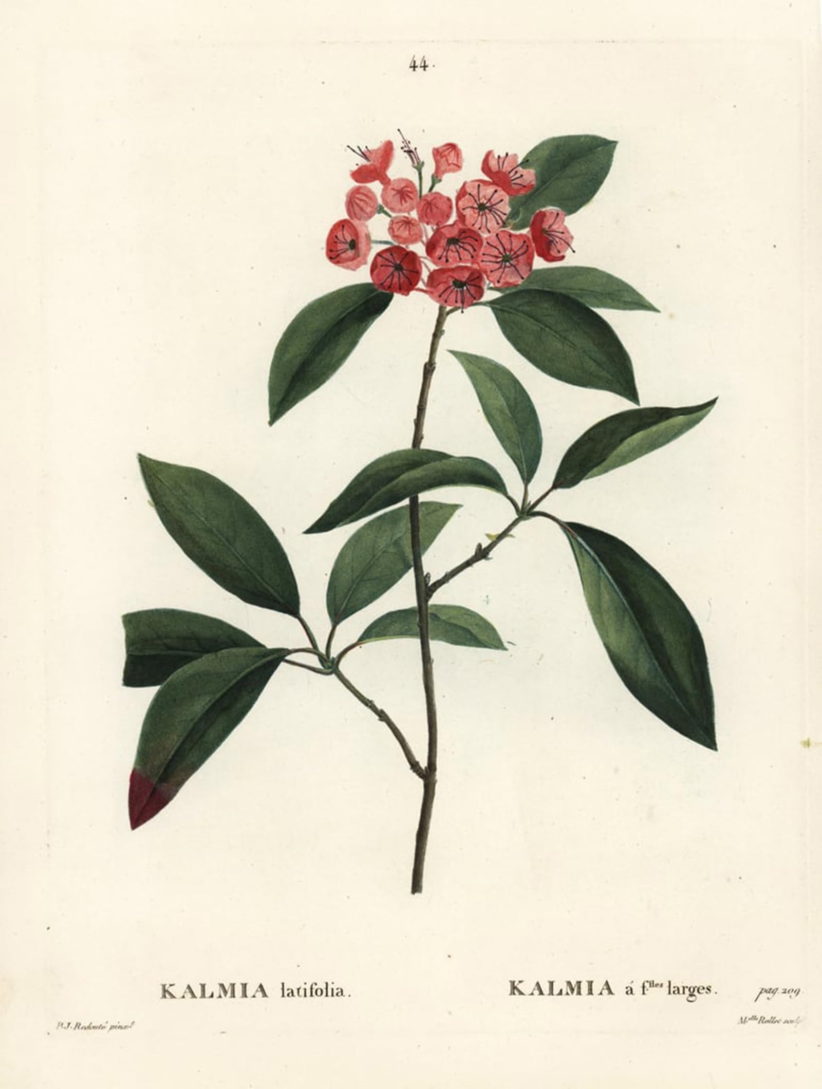 ARTXLXXBN Famous Painting Art Wall Decor Abstract Art Picture Mountain laurel or calico bush Kalmia latifolia by Pierre Redouté Animal Pictures for Home Decor 60x90cm