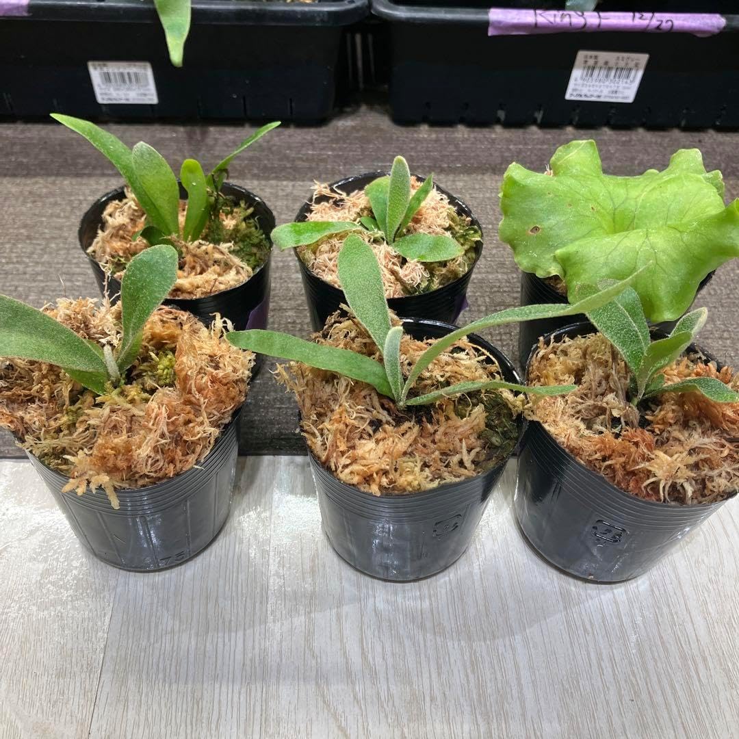 現品】旅人の木/扇芭蕉 ドライ 特大（1） 現品】旅人の木/扇芭蕉