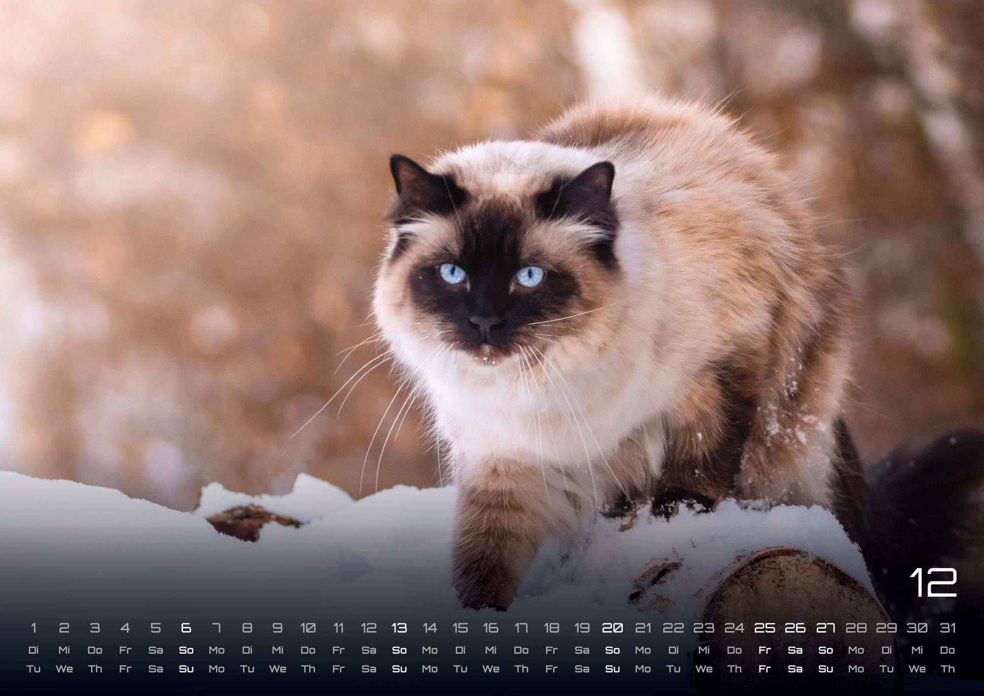 Miau - Unsere Stubentiger - Der Katzenkalender - 2026 - Kalender DIN A2: Der Wandkalender mit den schönsten Katzen-Motiven für das Jahr 2026 im extragroßen Format DIN A2 (ca. 60 x 42 cm)!