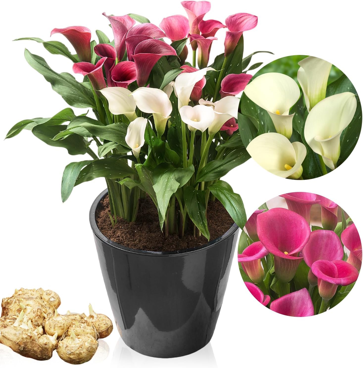 DUTCH BULBS EXCLUSIVE PLANTS FROM HOLLAND