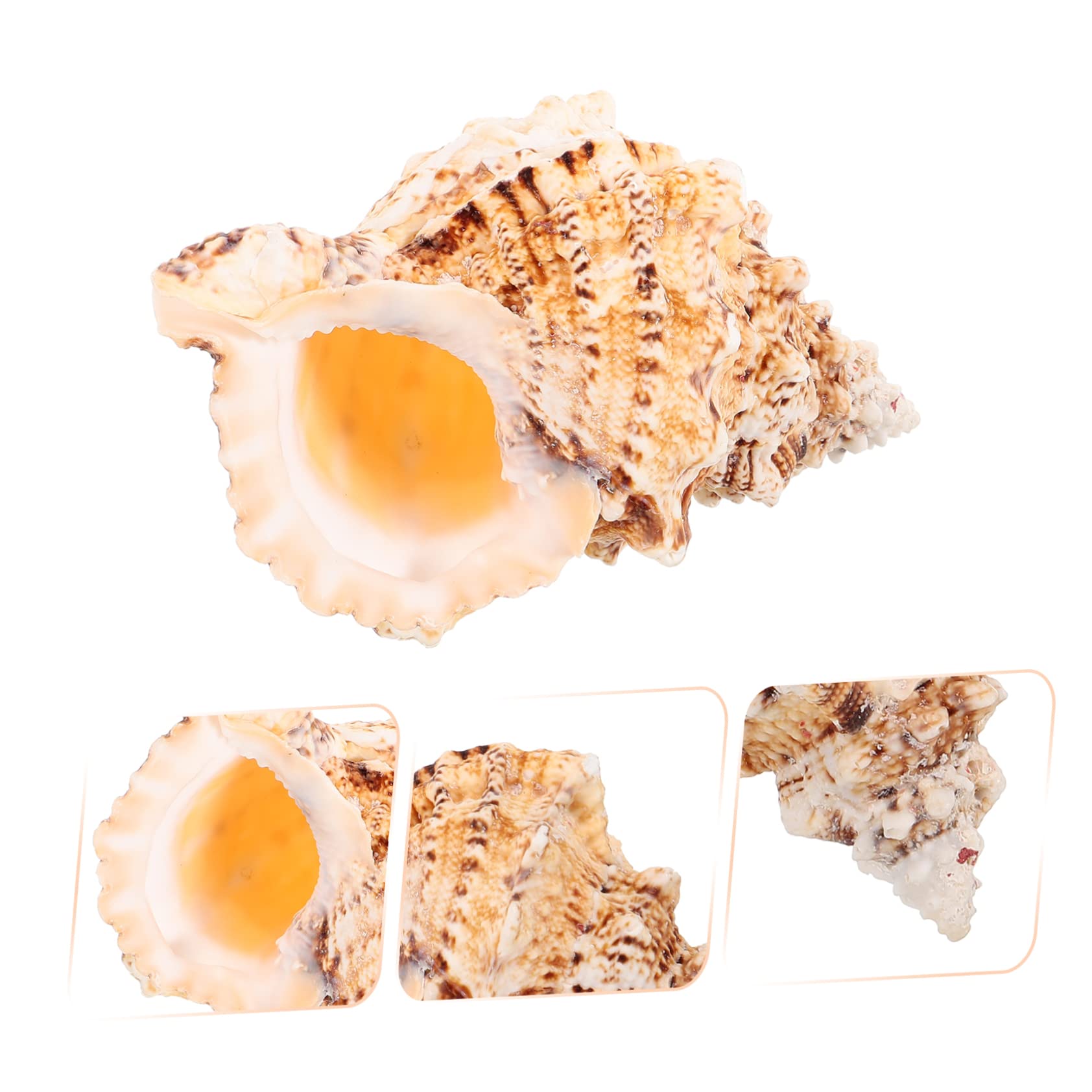 Tumbler Home Murex Shell, Large Sea Shells For Decorating, Real Large Seashells For