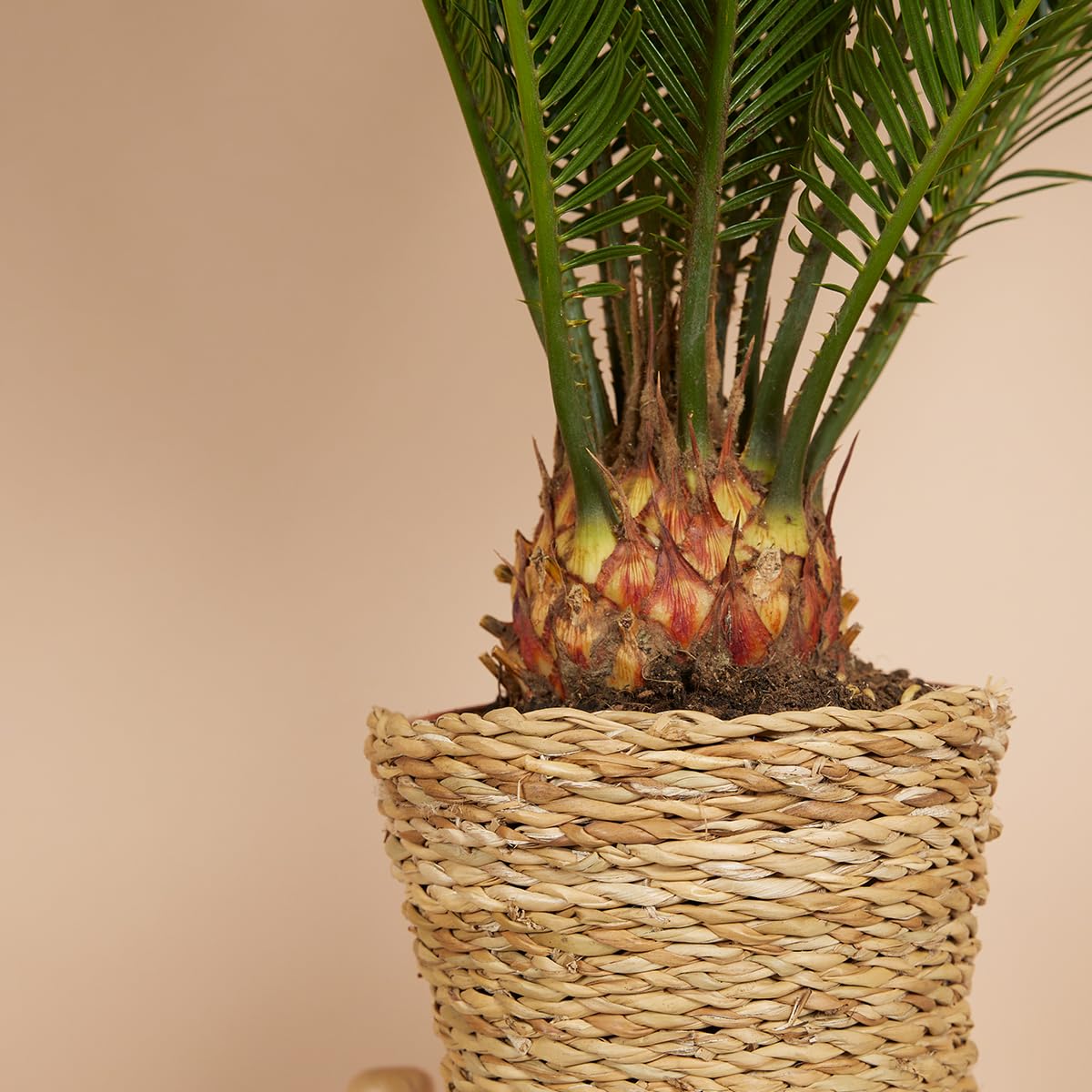 Bloomique - Set di 2 - Cycas revoluta - Palma di Sagò - Cicas - Pianta da interno - Molto facile da curare - Alte 40-50 cm - Vaso da 15 cm