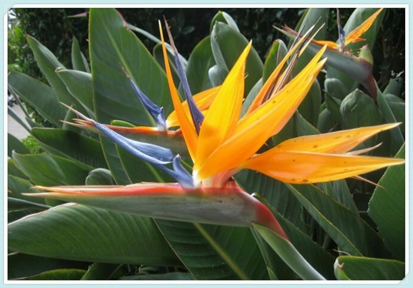 Cut Flowers,Strelitzia Bulbs, Excellent Display, Greening Flower, Bird of Paradise Plant Bulbs,Natural Organic, Good for Containers-3 Bulbs-I