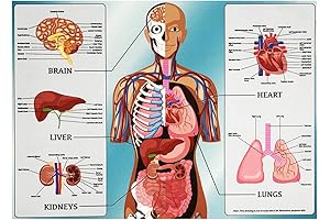 Arrow 1851 Human Organs Jigsaw Puzzle: Explore the Wonders of Anatomy!