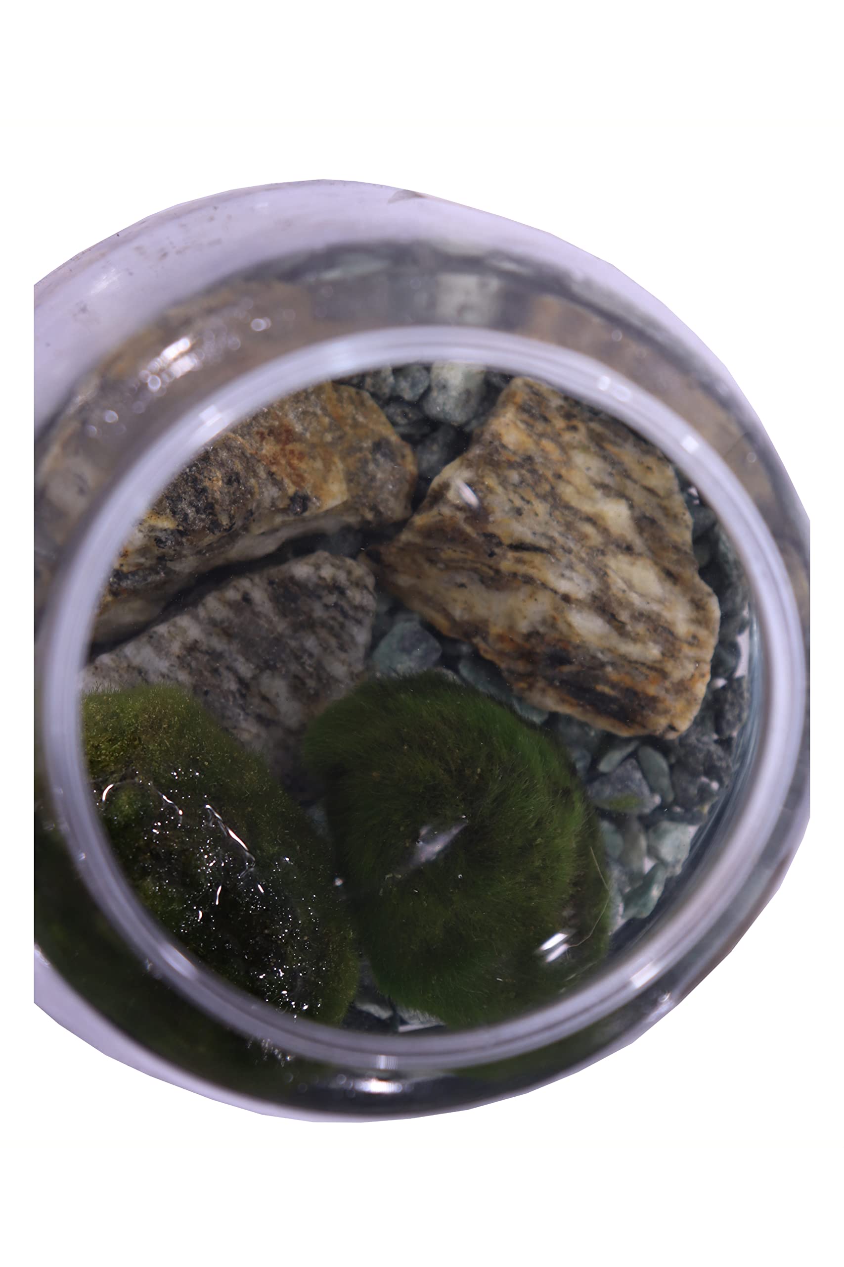 Pianta di Marimo Pianta di Cladophora Aegagropila pianta da interno Alga ornamentale pianta acquatica pianta da arredo pianta vera di Marimo venduta da eGarden.store (Marimo Rock)