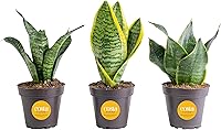 Vista 21 de Costa Farms - Planta de la serpiente viva de interior de fácil cuidado en maceta de jardín, elección del cultivador, mezcla de tierra, regalo