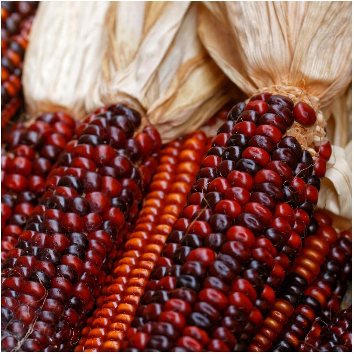 Everwilde Farms - 1/4 Lb Ruby Red Ornamental Corn Seeds (Treated) - Gold Vault