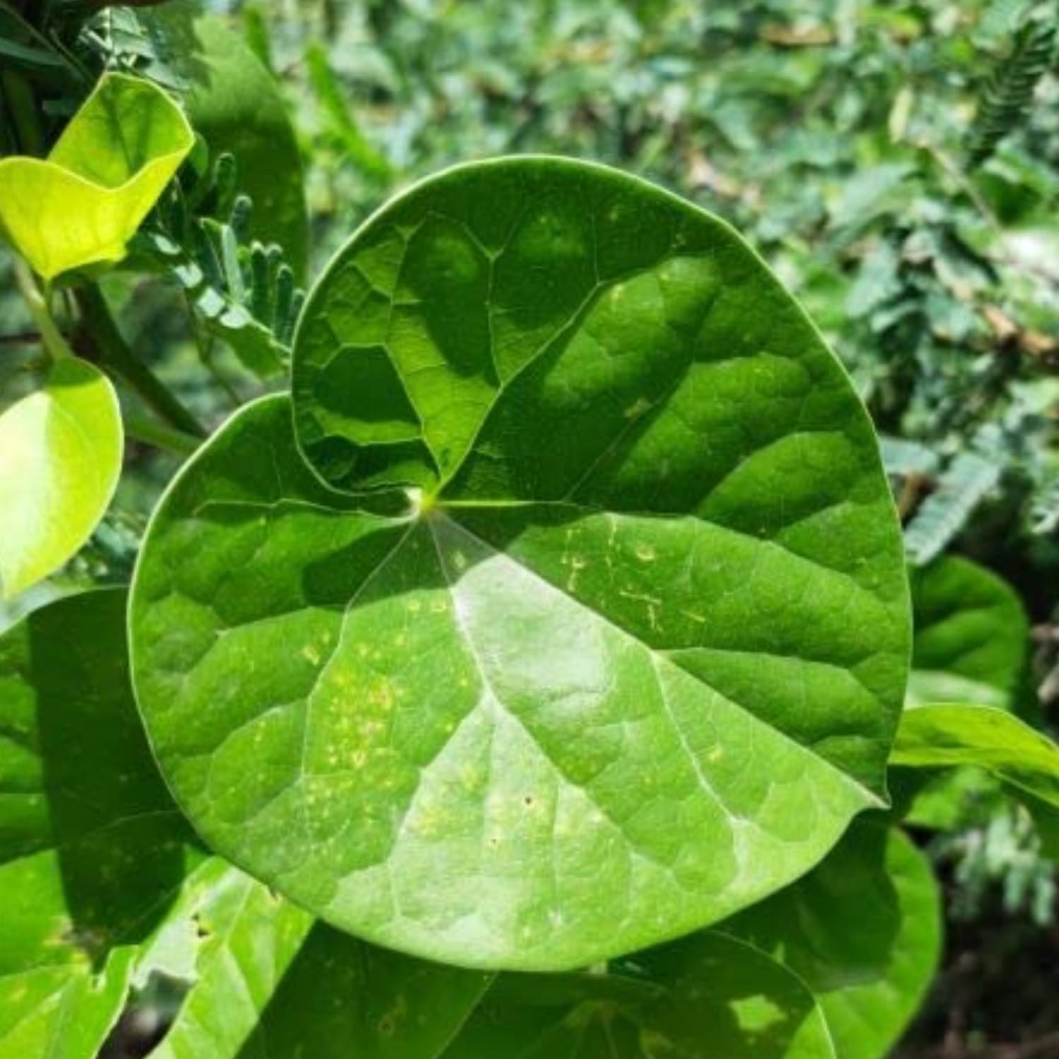 Hug A Plant | Giloy Plant/Chittamruthu (Tinospora cordifolia) Medicinal Live Plant (Home & Garden) (B0CBC6ZWWP) Amazon Price History, Amazon Price Tracker