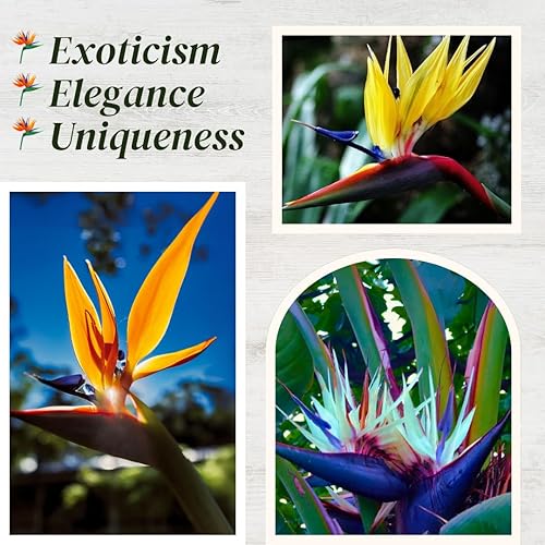 Miniatura 2 de Bird of Paradise Plants Live (paquete de 4), plantas Strelitzia con flores perennes de naranja (2) y blancas (2), plantas de interiorexterior,
